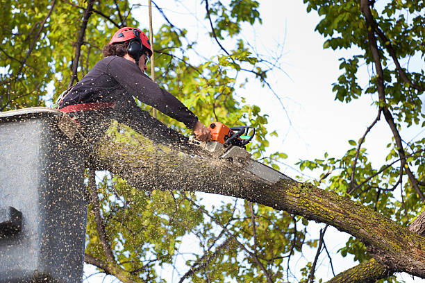 Emergency Storm Tree Removal in Fall Creek, WI